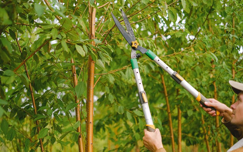 Tree trimming in Beaver, UT
